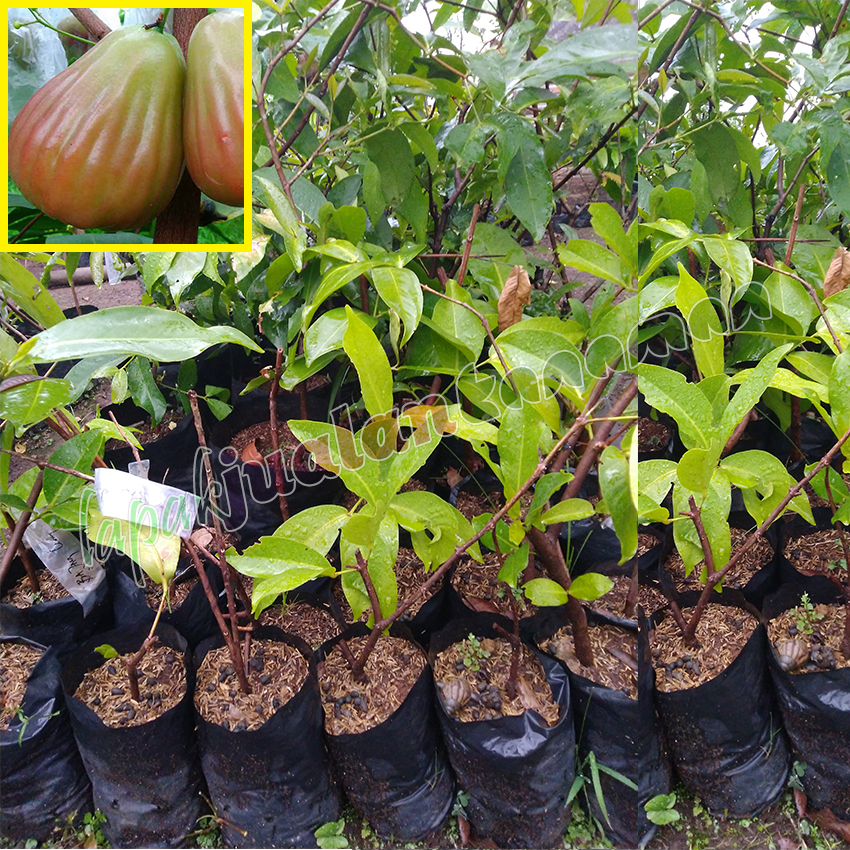 Jambu Air Bajang Leang